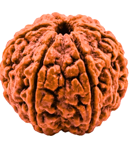 spinningRudraksh