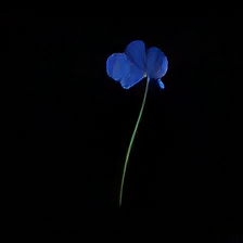 Generated blue flowers