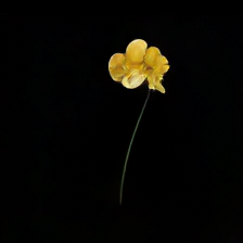 Generated yellow flowers