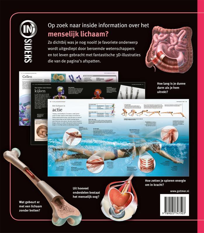 Achterkant van Het menselijk lichaam