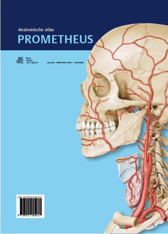 Achterkant van Hoofd, hals en neuroanatomie