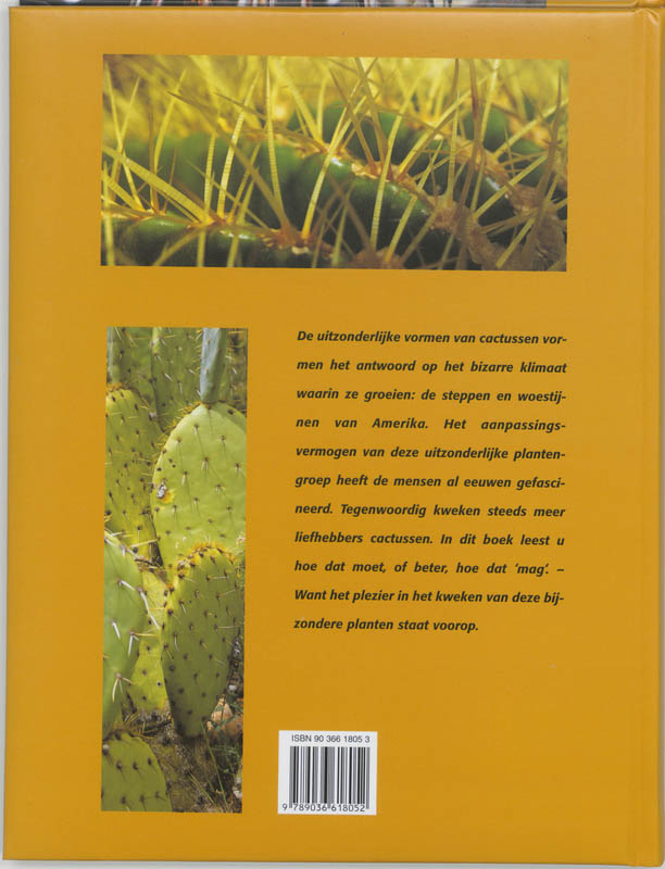Achterkant van Cactussen