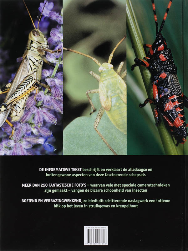 Achterkant van Insecten