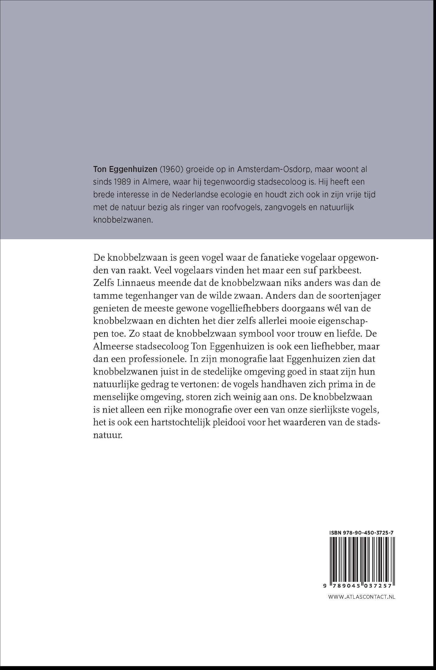 Achterkant van De knobbelzwaan