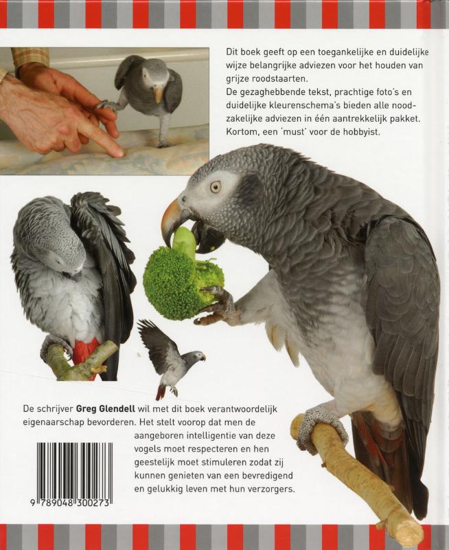 Achterkant van Grijze roodstaartpapegaaien
