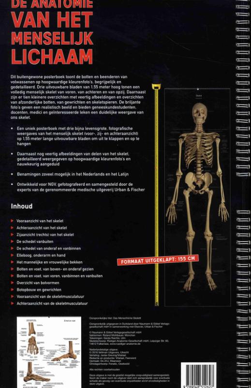 Achterkant van De anatomie van het menselijk lichaam
