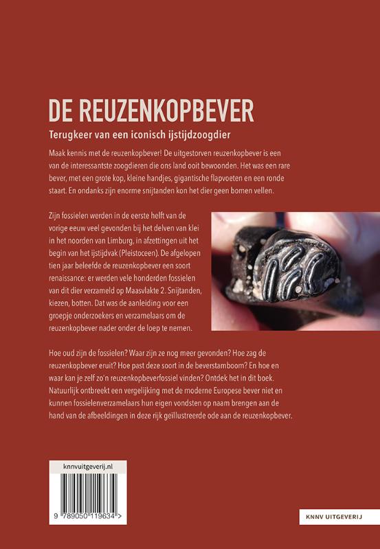 Achterkant van De reuzenkopbever