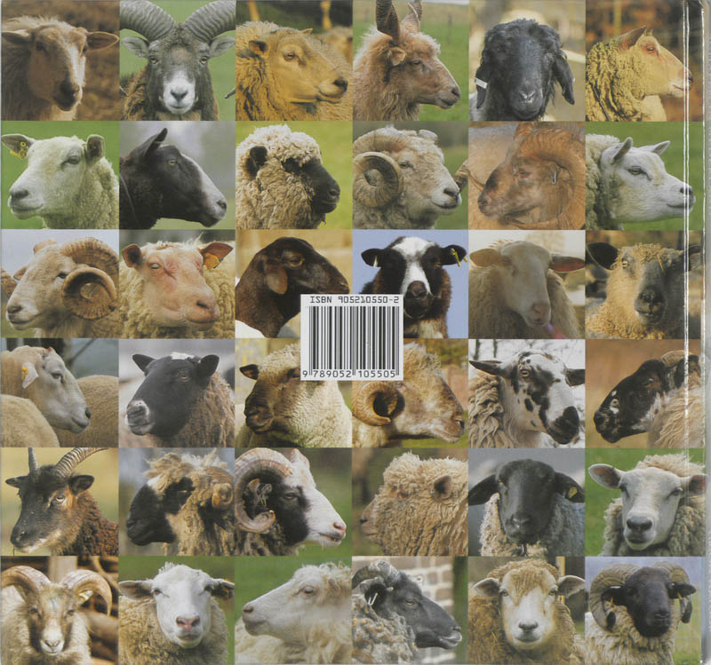 Achterkant van Schapen in Nederland