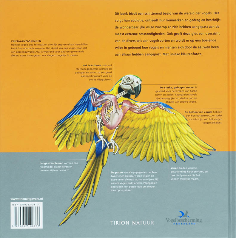 Achterkant van Vogels
