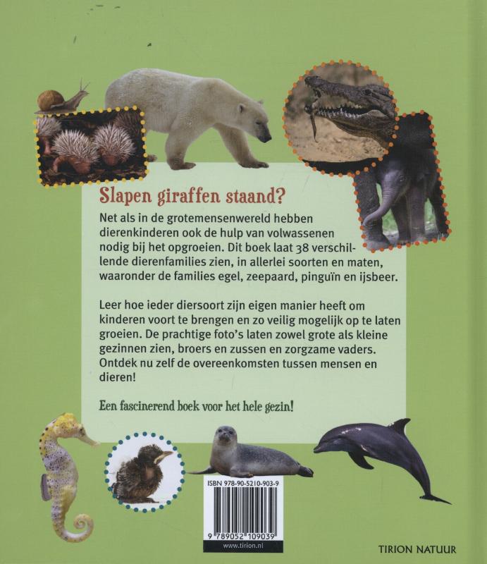 Achterkant van Slapen giraffen staand?