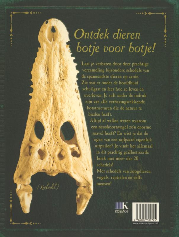 Achterkant van Bones schedels