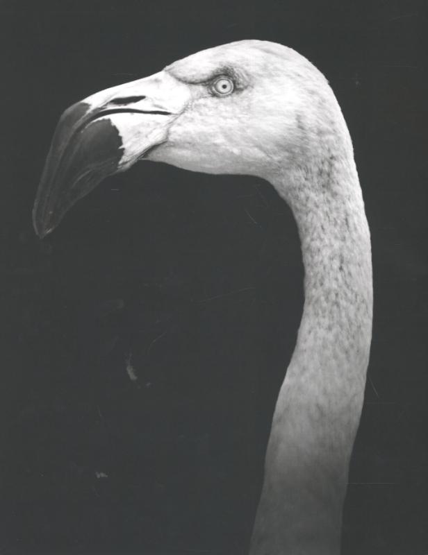 Achterkant van Other animals