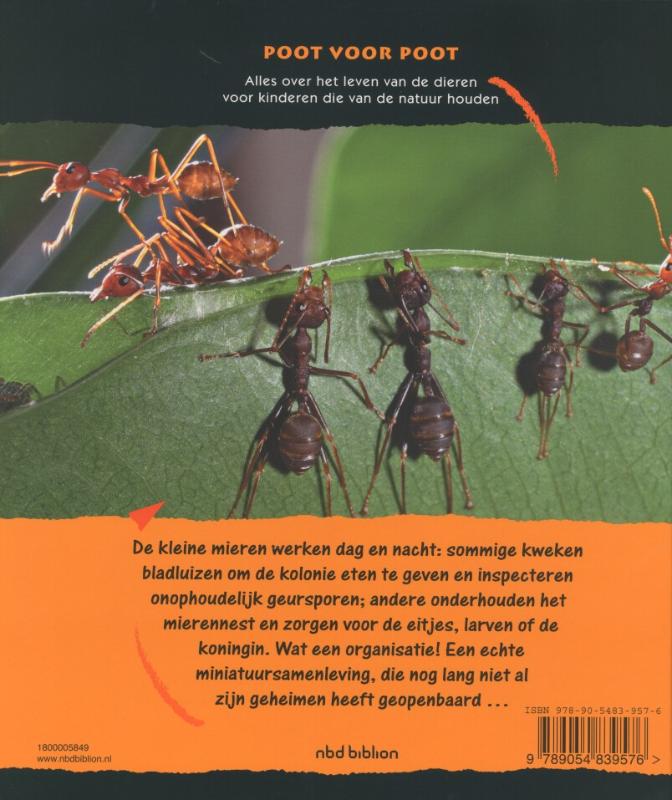Achterkant van Mieren