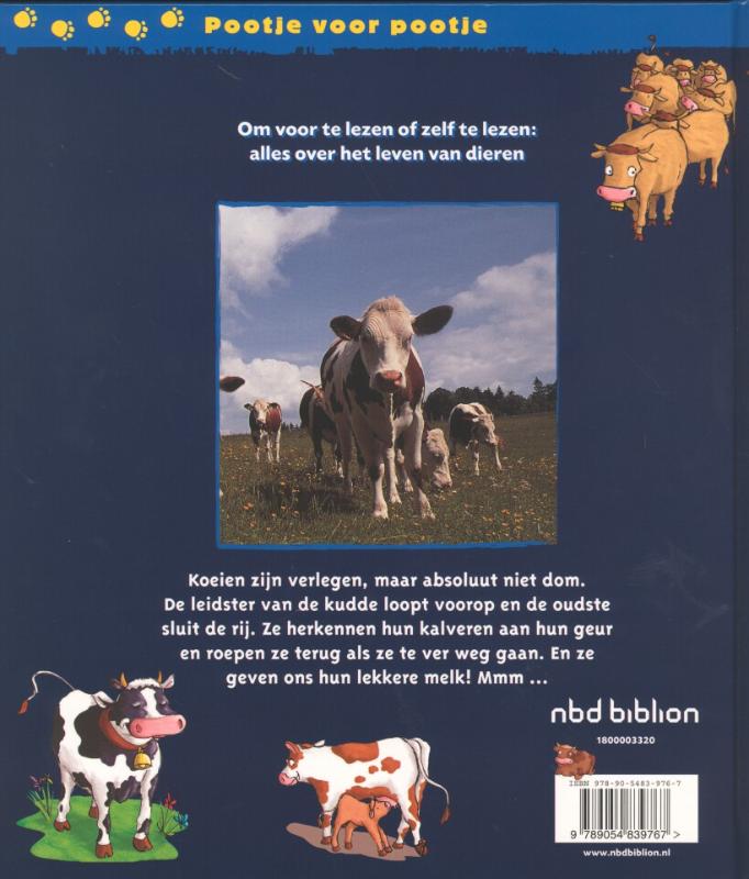 Achterkant van Koeien