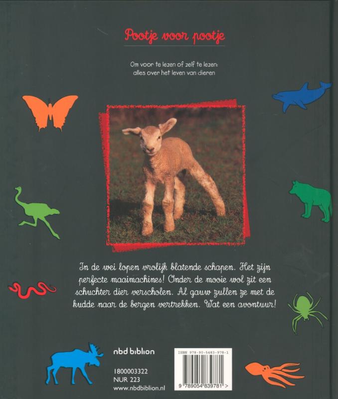 Achterkant van Schapen