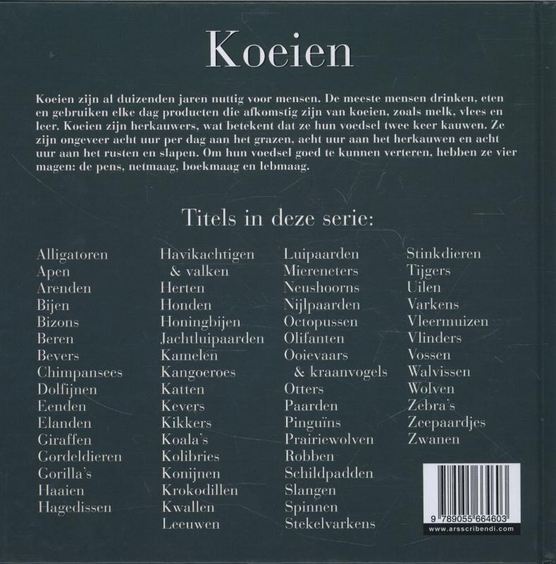 Achterkant van Koeien