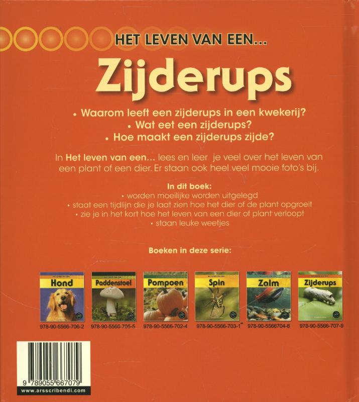 Achterkant van Zijderups