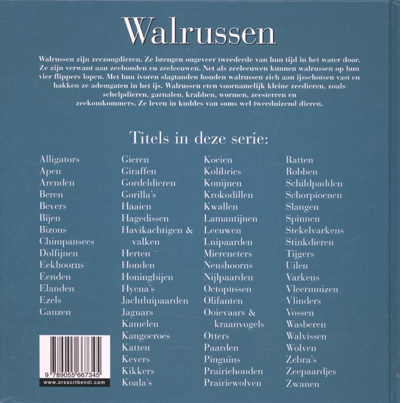 Achterkant van Walrussen