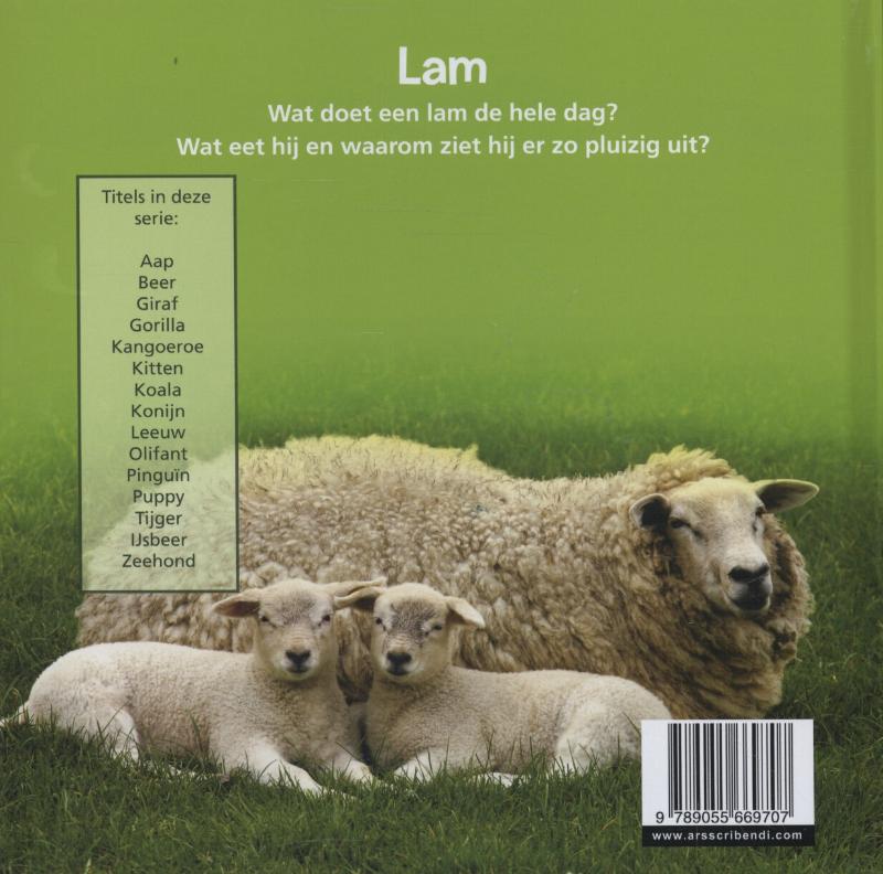 Achterkant van Lam