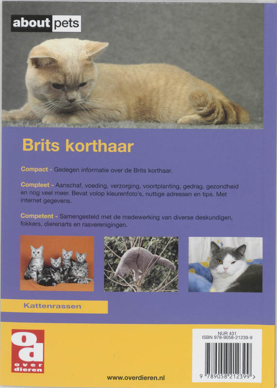 Achterkant van Britse korthaar