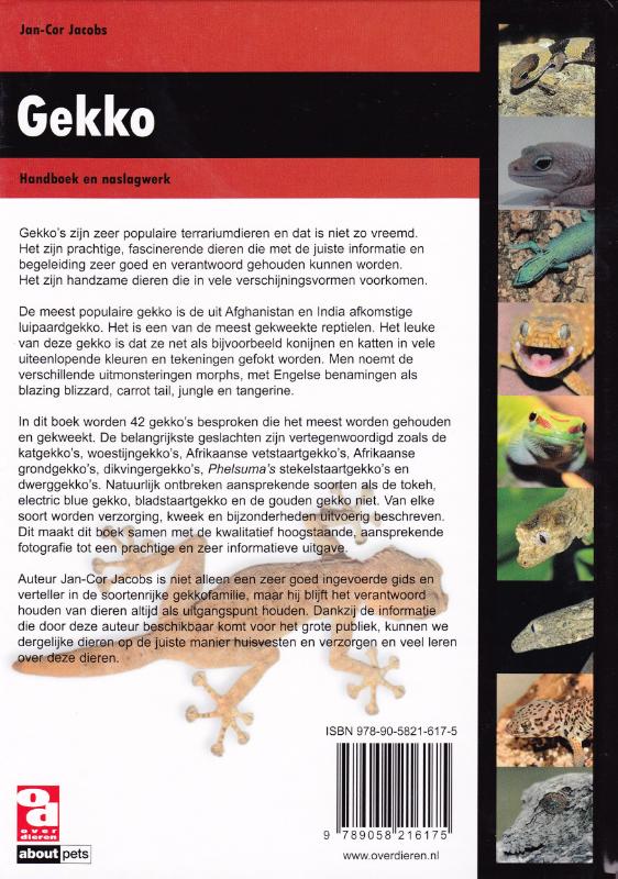Achterkant van Gekko