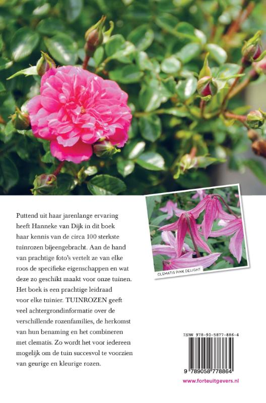 Achterkant van Tuinrozen