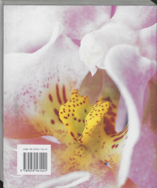 Achterkant van Orchideeen