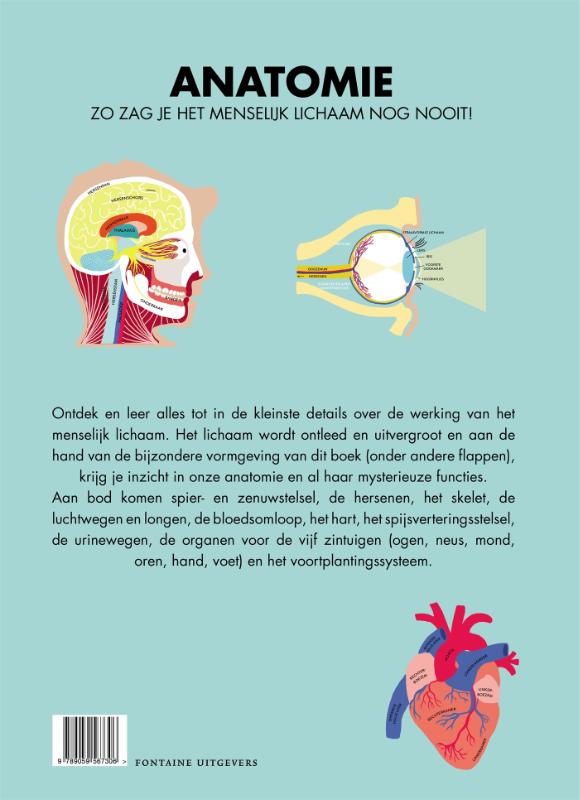 Achterkant van Anatomie