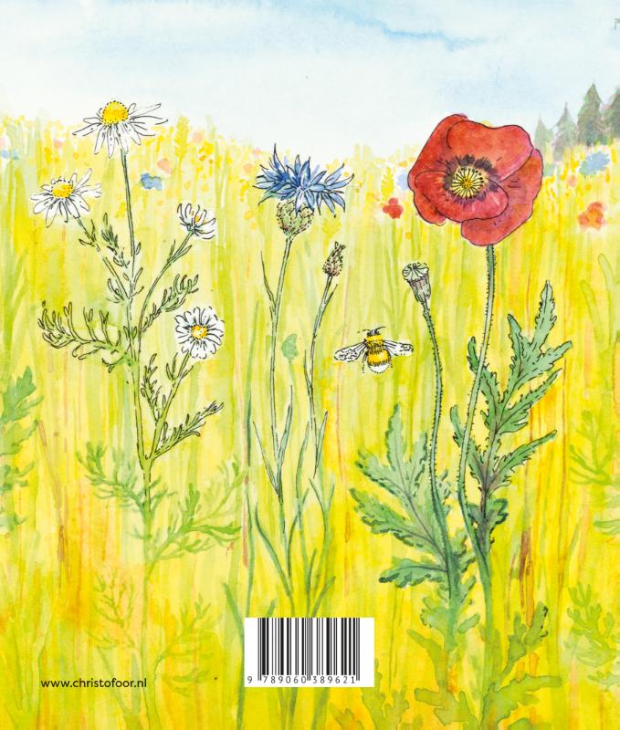 Achterkant van Zomer