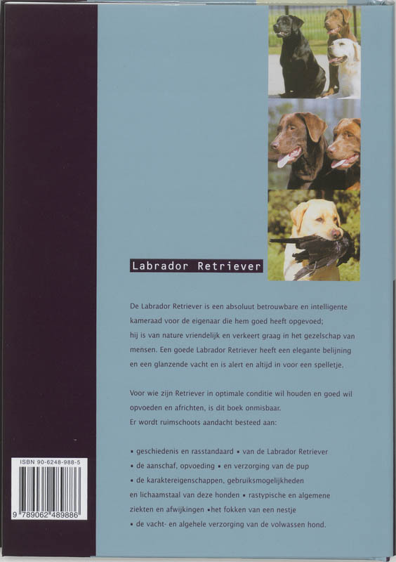 Achterkant van Labrador Retriever