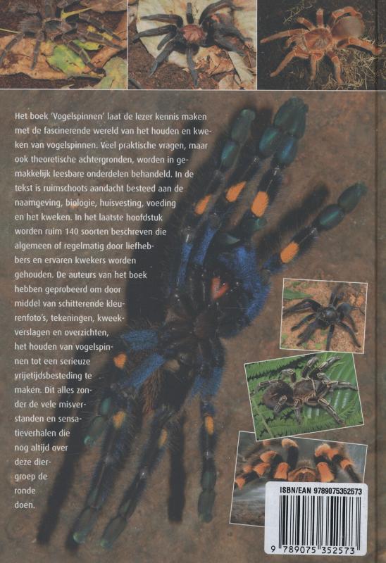 Achterkant van Vogelspinnen