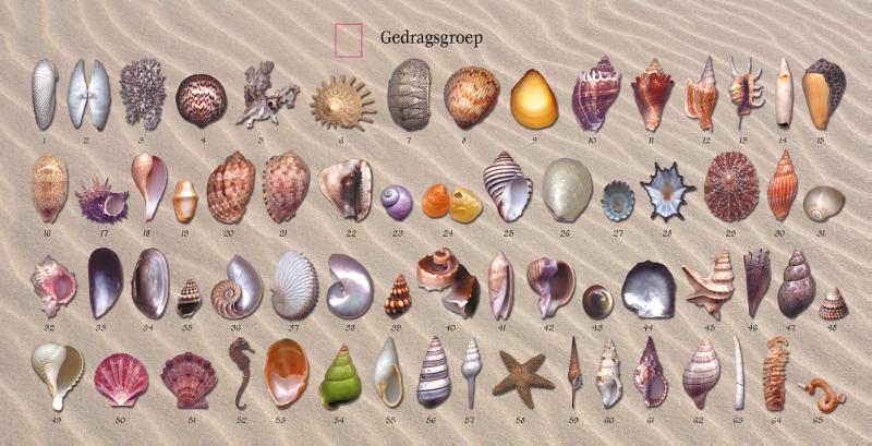 Achterkant van Het Schelpen Orakel set