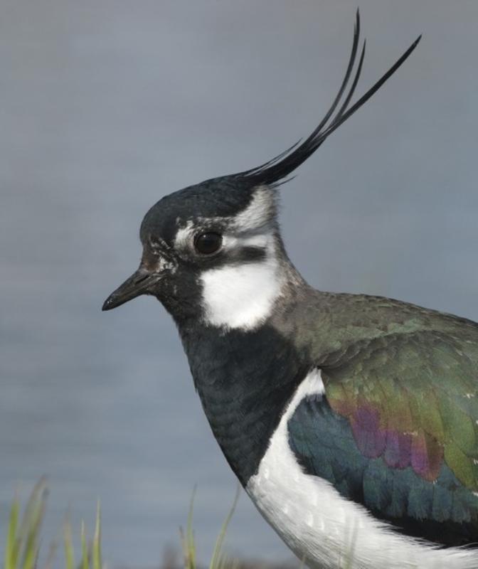 Achterkant van Weidevogels
