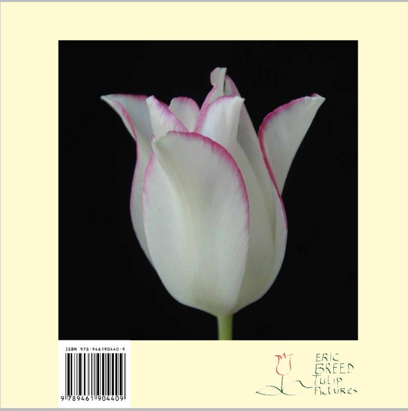 Achterkant van Lost tulips