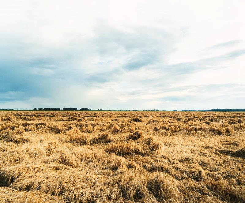 Achterkant van Fotografen van de vooruitgang