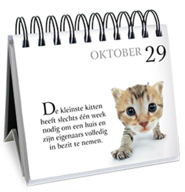 Achterkant van 365 dagen met mijn bazige kat