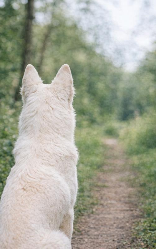 Achterkant van Alles over de Witte Herder