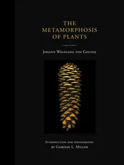 Omslag van The Metamorphosis of Plants