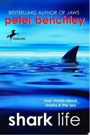 Omslag van Shark Life True Stories About Sharks & the Sea
