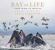 Omslag van Bay of Life From Wind to Whales