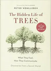 Omslag van The Hidden Life of Trees What They Feel, how They Communicate : Discoveries from a Secret World