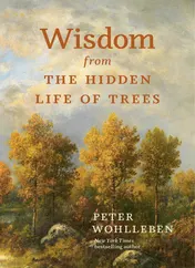 Omslag van Wisdom from the Hidden Life of Trees