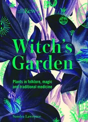 Omslag van Witch's Garden Plants in Folklore, Magic and Traditional Medicine