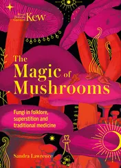 Omslag van The Magic of Mushrooms Fungi in Folklore, Superstition and Traditional Medicine
