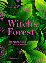 Omslag van Witch's Forest Trees in Magic, Folklore and Traditional Remedies