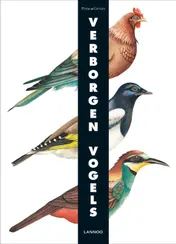 Omslag van Verborgen vogels