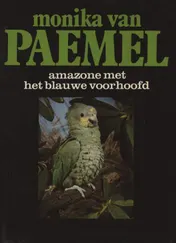 Omslag van Amazone met het blauwe voorhoofd