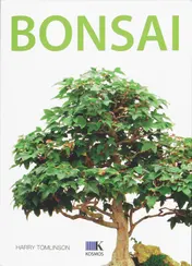 Omslag van Bonsai