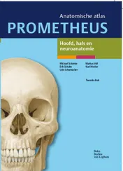 Omslag van Hoofd, hals en neuroanatomie