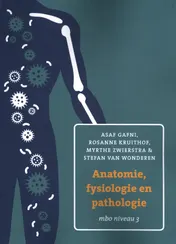 Omslag van Anatomie, fysiologie en pathologie voor mbo 3